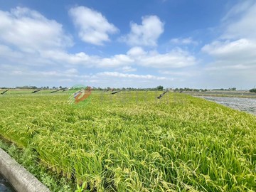 下營茅港尾✱一塊藏著回憶的4.7分良田｜台南市下營區茅港尾