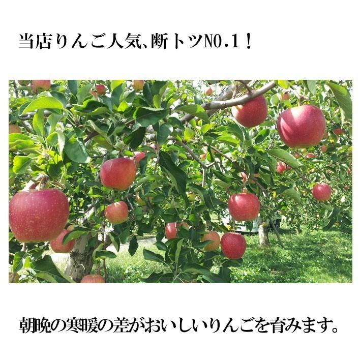 11月上旬〜中旬　サンふじ　訳あり りんご 減農薬 長野県産 送料無料 10キロ