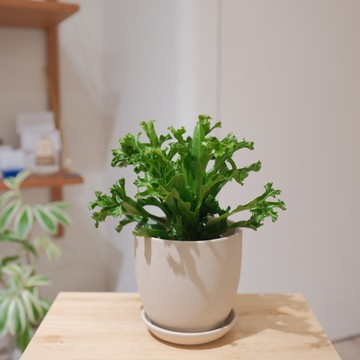 鹿角山蘇/ 雷斯利山蘇