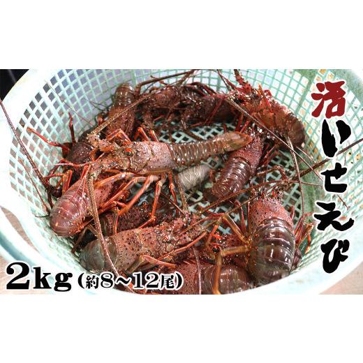 ふるさと納税 千葉県 鴨川市 天然 房州産！活きサザエ ２kg・活き伊勢えび ２kg　[0119-0001]