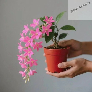 現貨 新品種 垂絲茉莉 四季種植 耐寒耐熱花卉 泰國垂絲茉莉 高檔元宵花卉種子 四季開花 稀有種子