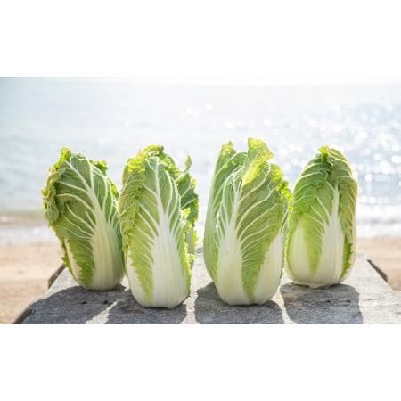 ふるさと納税 瀬戸内 牛窓産 白菜 約15kg（5〜6玉） 野菜 はくさい 岡山県瀬戸内市