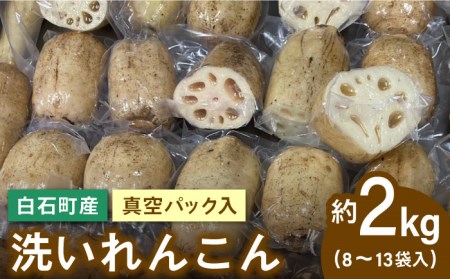 リピーター続々！白石町のれんこん！洗いれんこん約2kg（8～15袋入り）  新鮮なれんこんを産地直送！ シャキシャキ・ホクホクの甘いれんこん 蓮根 レンコン  [ICE001]