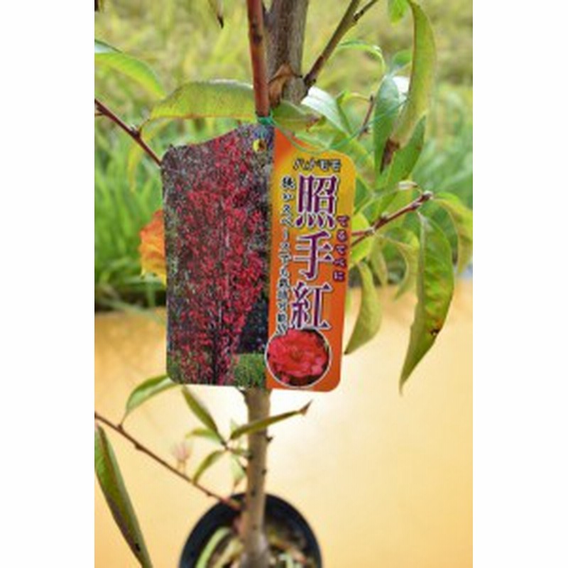 桃の節句 記念樹に 照手紅 花桃 苗木 桃の節句 記念樹に 照手紅 花桃 苗木 2024年開花苗【照手紅(