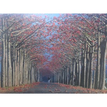 台南｜雙12~2人同行$1212｜《白河林初埤～木棉花季》小南海～水岸步道．鹽水小鎮老故事一日｜高雄_24KHHTNN12