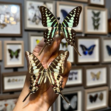 🦋劍尾青鳳蝶🦋蝴蝶 昆蟲 模型 乾貨三角紙包裝 #非活體 #類模型 #藝術品