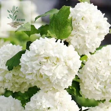 青禾園藝（繡球種子大全）四季繡球花種子 無盡夏 四季開花 盆栽地栽 庭院 好養的花卉 植物 室內花 陽臺 綉球花海