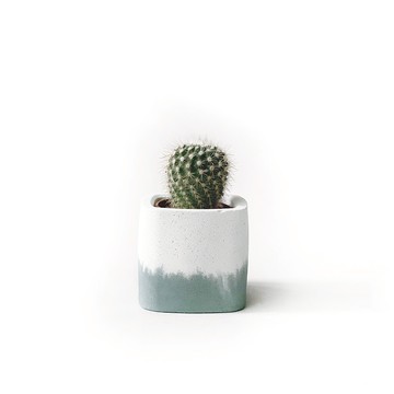(預購) 莫蘭迪綠系列 | 雪晃仙人掌 小圓方雙色水泥仙人掌植栽