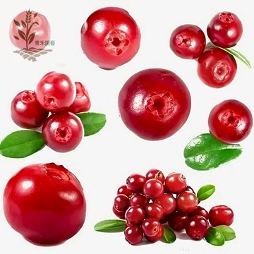 青禾園藝（蔓越莓種子）Vaccinium曼越橘 小紅莓 鶴霉 酸果莓 大果蔓越橘種子 紅豆莓果 盆栽地栽高產漿果種子