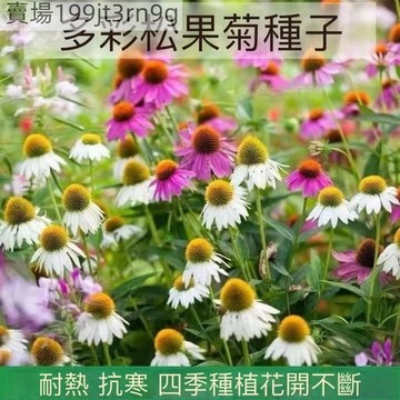 現貨  鬆果菊（250粒）四季種植 彩色鬆果菊 糖果菊  優質精裝 新手易種 花卉種子 觀賞植物 新品推薦 花海造景