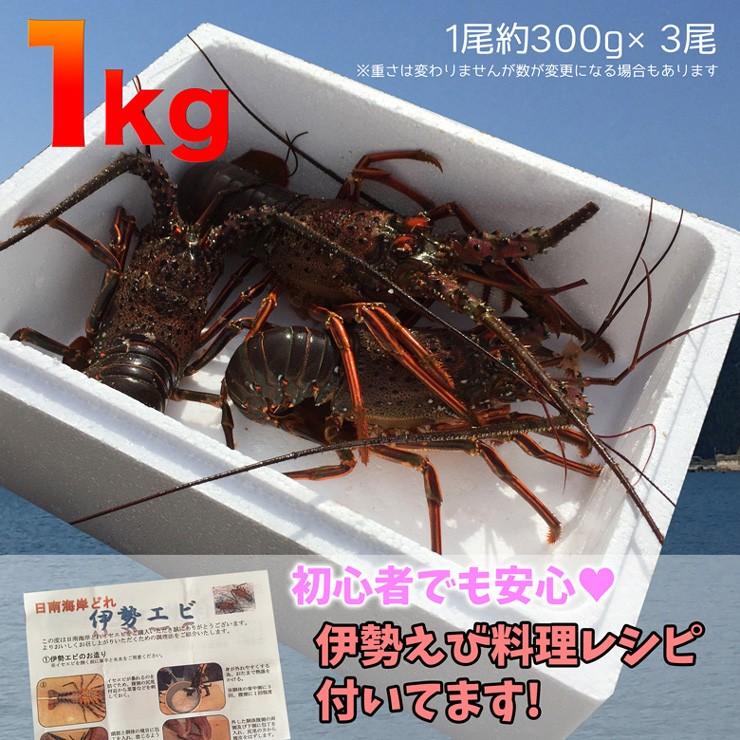 9月中旬から発送　伊勢海老 イセエビ 1kg 期間限定　日南海岸で水揚げしたて