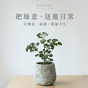 【原植 Yuan Plant】開運植栽禮盒｜復古青灰圓底盆｜圓葉椒草・福祿桐・旺旺樹