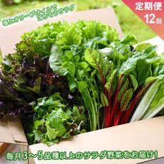 サラダ野菜セット 3～5品種以上を毎月お届け 全12回