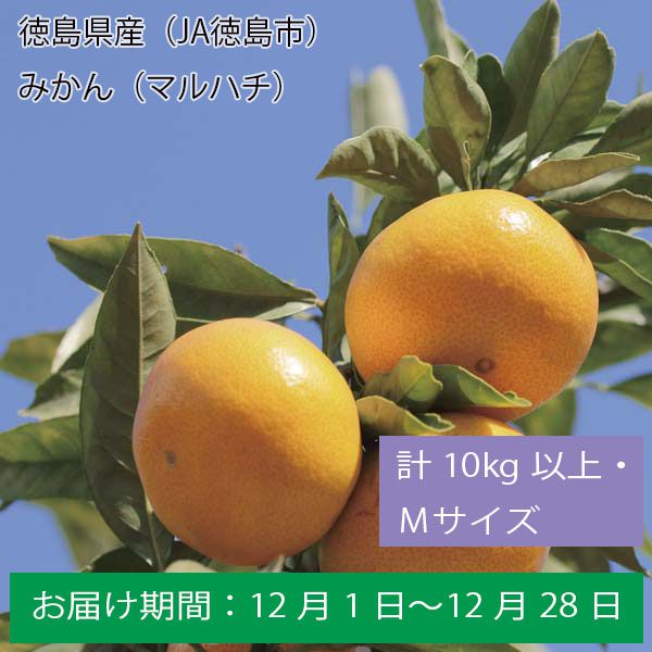 徳島県産（JA徳島市）みかん（マルハチ）計１０Kg以上・Ｍサイズ