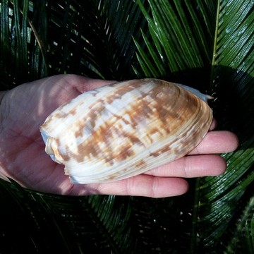 天然海螺貝殼花瓢螺 魚缸水族造景裝飾 卷貝魚繁殖殼 多肉盆栽