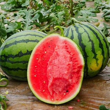 🍉【甜王西瓜種子】🍉春季夏秋季早熟特大超甜 高產農家四季水果蔬菜種籽 庭院陽台盆栽種植