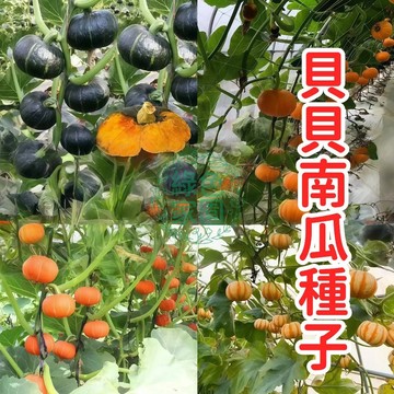 現貨現發🥬多款貝貝南瓜種子🥬香甜綿密 新手易種 超高發芽率 香甜軟糯 高產早熟春秋蔬菜種子