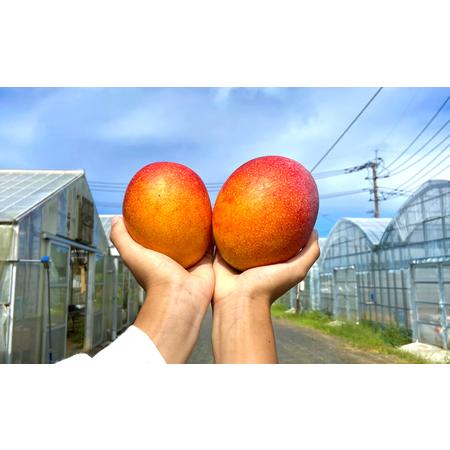 ふるさと納税 徳之島 天城町産 完全無加温 完熟 マンゴー Ａ品 2kg 贈答 鹿児島県天城町