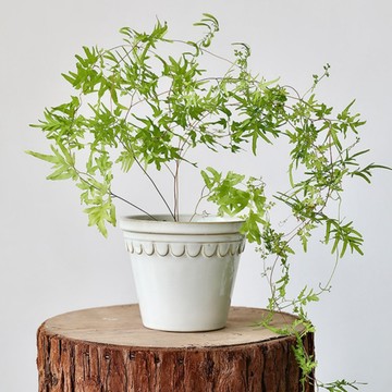 迷你款羅馬陶瓷花盆｜斑啾植選｜底部有洞｜帝羅馬參考｜北歐簡約｜山烏龜｜多肉｜多肉盆｜塊根｜觀葉植物｜陶瓷磨砂｜花器｜花盆