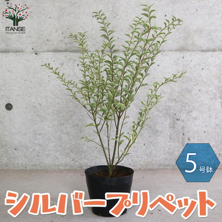 ITANSE シルバープリペット 庭木 5号ポット苗 1個売り 庭木 植木 花木