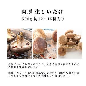 ふるさと納税 ［おためしパック］生しいたけ 肉厚500ｇ （肉厚椎茸12〜15個）ジャンボ手のひらサイズ  焼山しいたけ園 椎茸 糸魚川  新潟県糸魚川市