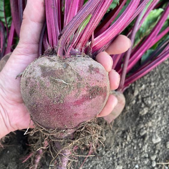 野菜 セット・詰め合わせ 群馬県産ビーツ3kg 2種野菜付き 産地直送