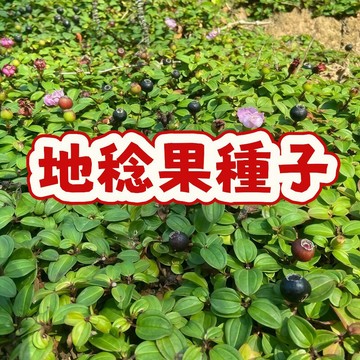🔥【地稔果種子】台灣野生珍寶，酸甜多汁，回味童年野趣！陽台盆栽輕鬆種，綠化觀賞兩相宜，體驗採摘樂趣！
