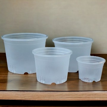 透明加侖盆｜斑啾植選｜矮款高款｜控根盆｜觀葉植物｜斑啾植選｜日本白斑龜｜龜背芋｜觀音蓮｜雨林｜彩葉芋｜青山盆｜室內植物