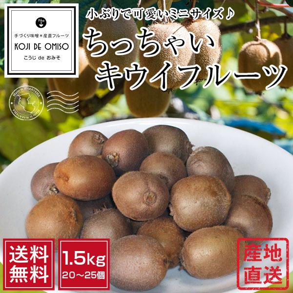 和歌山より直送！ ちっちゃいキウイフルーツ 1.5kg ［送料無料］■期日指定不可・発送翌日受取限定：翌日お届け時間帯にご注意ください■