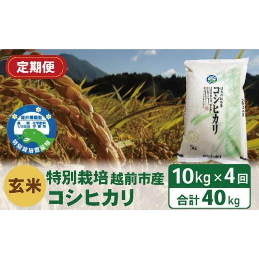 ふるさと納税 福井県 越前市 （令和5年度新米 玄米）特別栽培 越前市産コシヒカリ  10kg×4回