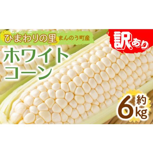 ふるさと納税 香川県 まんのう町 ＜先行予約！2024年6月上旬以降順次発送予定＞＜訳あり＞＜選べる容量＞ホワイトコーン(約6kg) man112