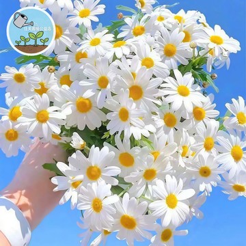 洋甘菊種子 德國洋甘菊 香草種子 花草種子 香草植物 療癒香草 庭院陽台盆栽 家庭種植 易種花卉 開花植物 可泡茶