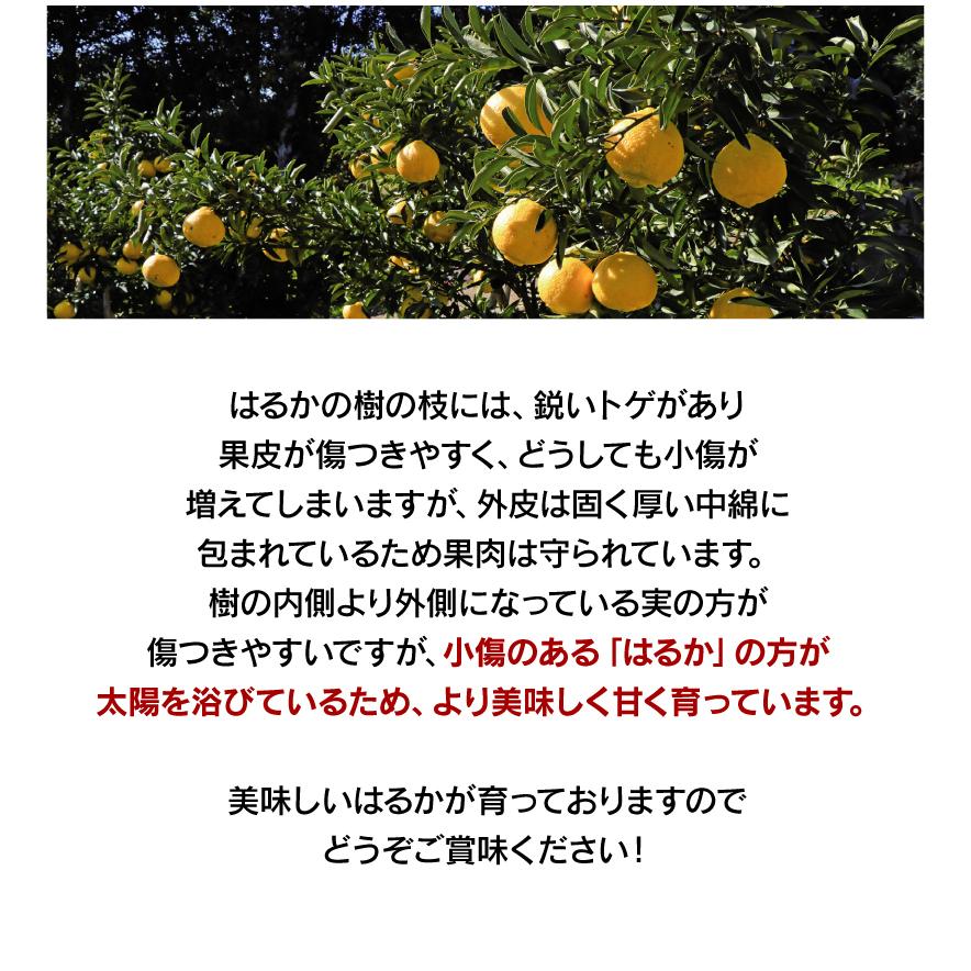 みかん はるか 3kg 送料無料 柑橘 農家直送 産地直送 日向夏 ＜2024年1月中旬より順次出荷＞ フルーツ 果物