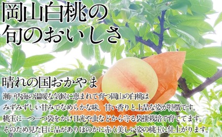 桃 2024年 先行予約 岡山の白桃 200g以上×8玉 白桃 旬 みずみずしい 晴れの国 おかやま 岡山県産 フルーツ王国 果物王国