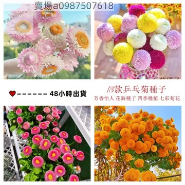 現貨 乒乓菊種子（50粒）四季種植 乒乓菊 菊花翠菊種子 耐寒耐旱易養活 四季開花 觀賞花卉 室內庭院植物盆栽