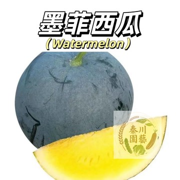 嘉義現貨（墨菲西瓜種子XG-13）精緻細膩的脆口甜~果肉飽滿，汁多味甜，清爽可口~@水果種子西瓜種子