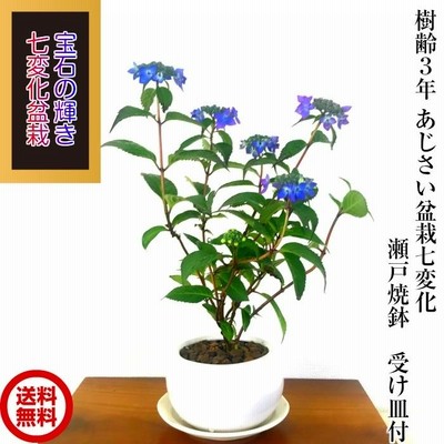 どんぐりアート♡七夕BIGオブジェ＆紫陽花　朝顔　向日葵添え)ミニ温泉オブジェ♡ どんぐりアート七夕BIGオブジェ＆紫陽花 朝顔 向日葵添え)ミニ