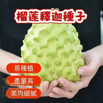 熱銷 🍃 榴莲釋迦 SJ -2（釋迦種子）今年新籽 發芽率高 產量高 營養豐富 新手易種易活 庭院陽台盆栽#超優惠