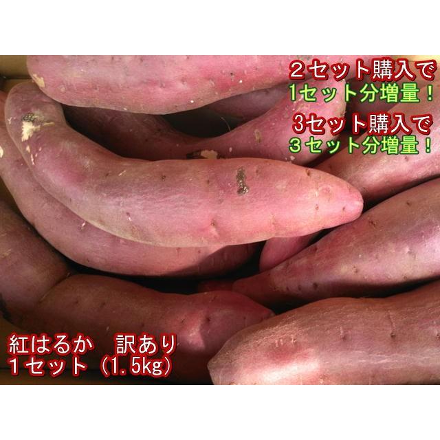 紅はるか　蔵出し　訳あり １セット（1.5kg）２セット購入で１セットおまけ！３セット購入で3セットおまけ！さつまいも　蜜芋　熊本産　60サイズ