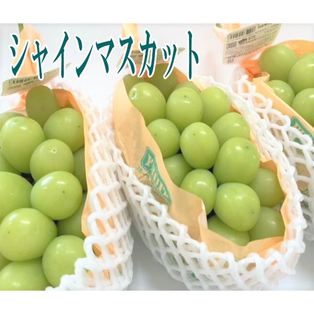 シャインマスカット 約1.2〜1.4kg（2房）和歌山産・香川産・山梨産・岡山産 送料無料