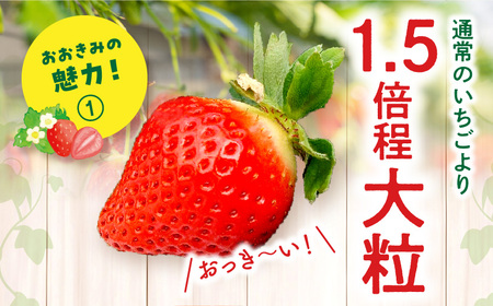 宮崎県産イチゴ「おおきみ」3パック1080g以上：36粒～45粒） いちご 苺