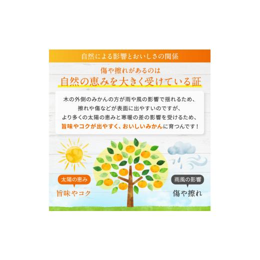 ふるさと納税 熊本県 玉名市 熊本県産 紅みかん 約 5kg 下田農園