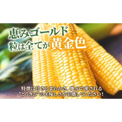 ふるさと納税 北海道 洞爺湖町 定期便 全2回 北海道産 とうもろこし 2種 恵味 ピュアホワイト 食べ比べ めぐみ ゴールド イエロー ホワイト 朝採り とうきび …