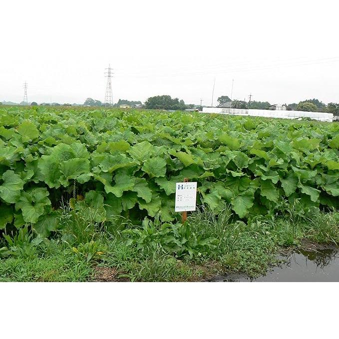 吉良食品 乾燥野菜 九州産れんこん 30g×5袋