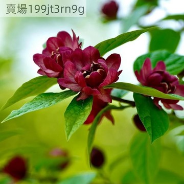 現貨🌺【美國夏臘梅種子】🌺濃香四季種植梅花種子 懶人盆栽Seed  園林露台觀賞花海種子 新手易種耐寒耐旱 四季好養活