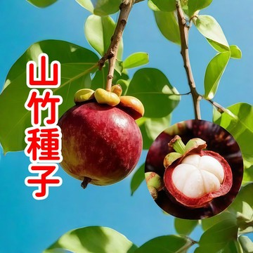 💥台灣發貨 【山竹種子】山竹種子 稀有果樹 居家盆栽 可食用 自家陽台庭院種植 新鮮發芽種子 熱帶水果  園藝療癒