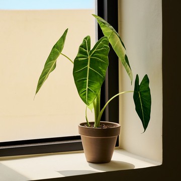 絨葉觀音蓮 | 室內植栽 觀葉植物 辦公室盆栽 開幕送禮 入門款