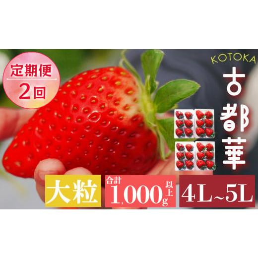 ふるさと納税 奈良県 平群町 いちご 平群の古都華 4L 〜 5L サイズ （2パック×2回）計4パック 扇田農園