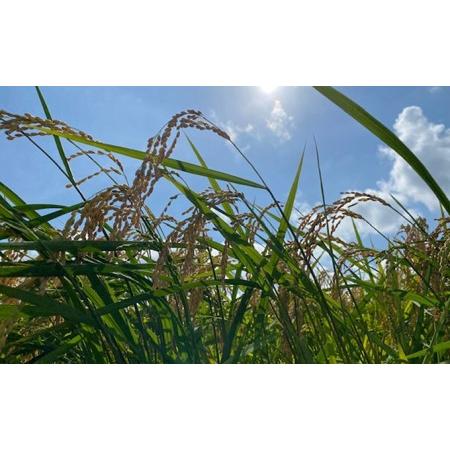 ふるさと納税 有機米こしひかり「水の精」白米5kg 石川県能美市