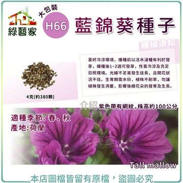 【綠藝家】 大包裝H66.藍錦葵種子4克(約380顆)(紫網紋)